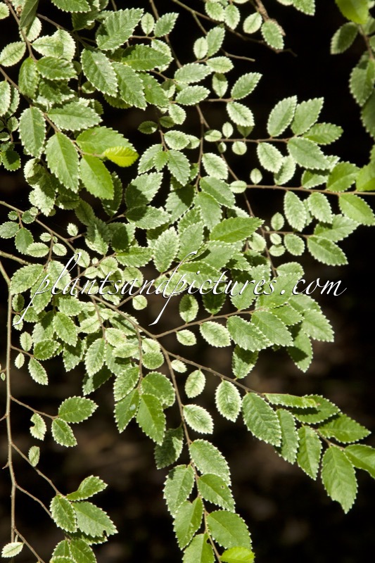 Ulmus parvifolia ‘Frosty’