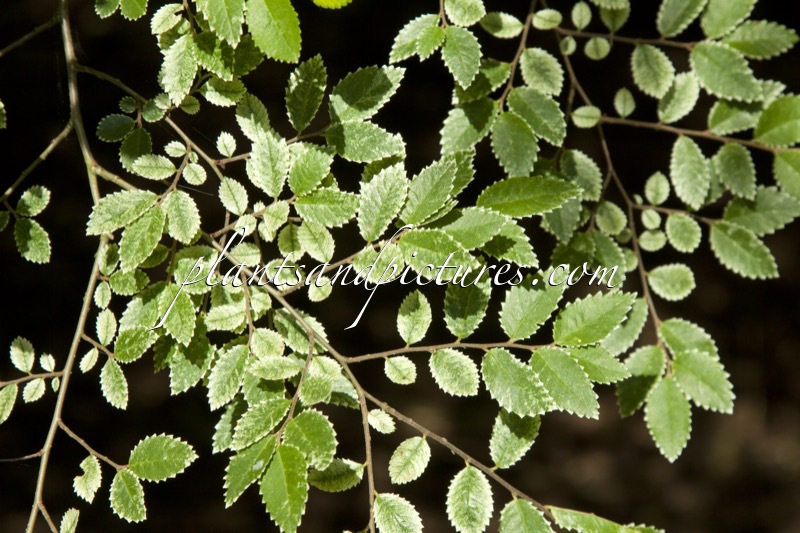 Ulmus parvifolia ‘Frosty’