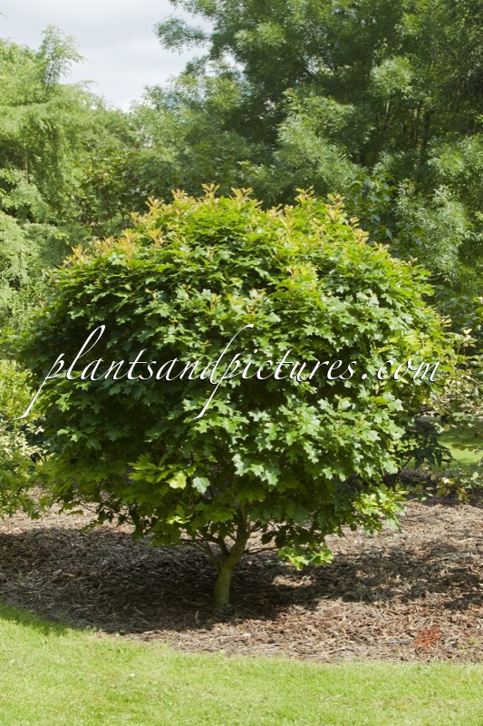 Quercus palustris ‘Green Dwarf’