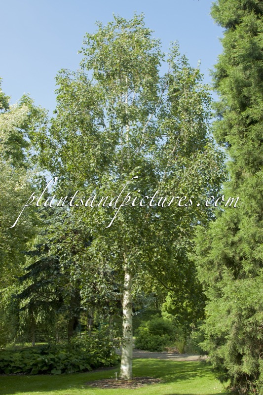 Betula utilis ‘Keylang’