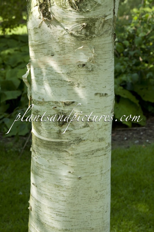 Betula utilis ‘Keylang’