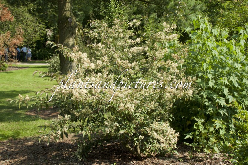 Viburnum hillieri ‘Ward’