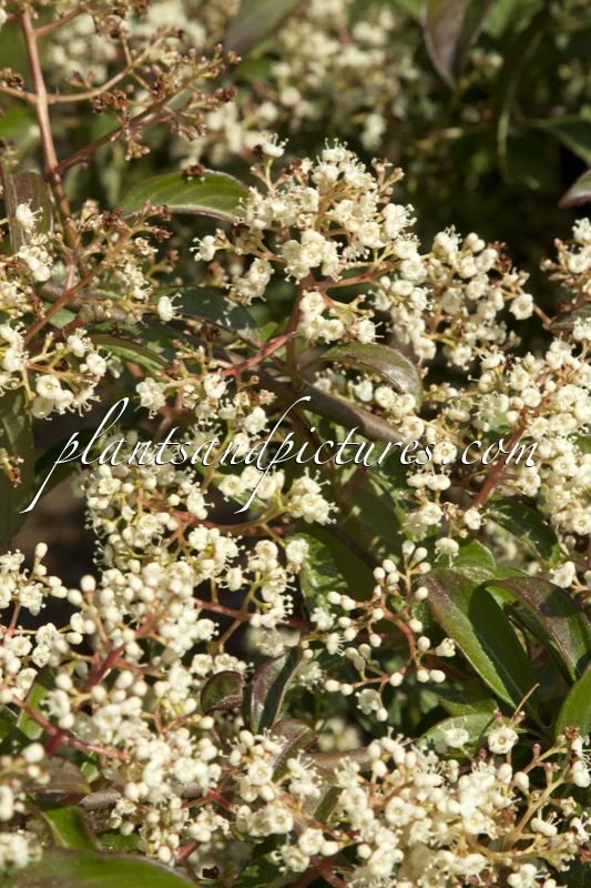 Viburnum hillieri ‘Ward’