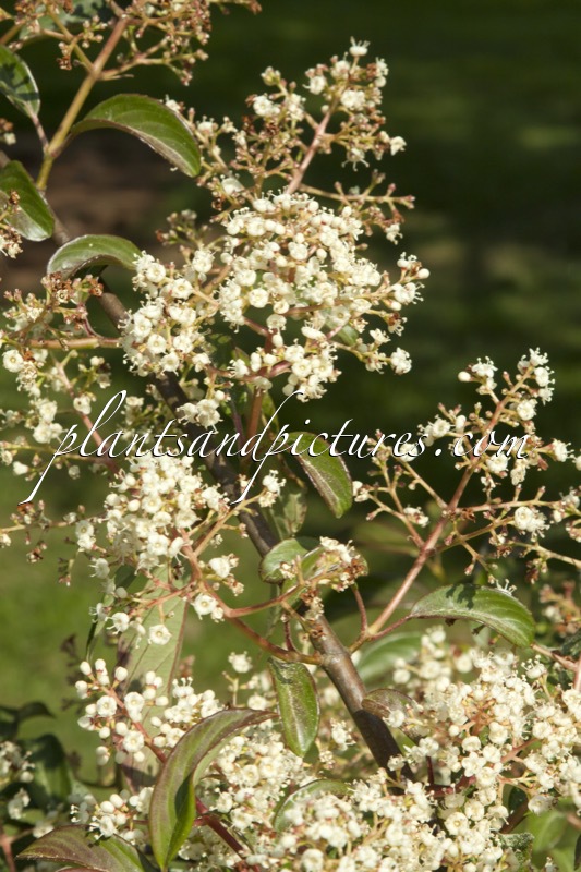 Viburnum hillieri ‘Ward’