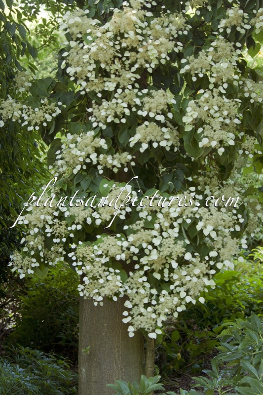 Schizophragma hydrangeoides ‘Moonlight’