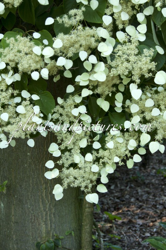 Schizophragma hydrangeoides ‘Moonlight’
