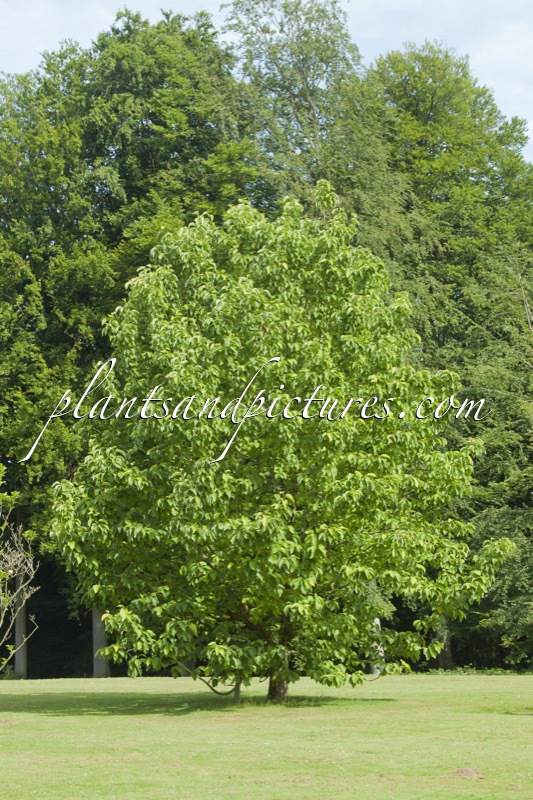 Magnolia acuminata