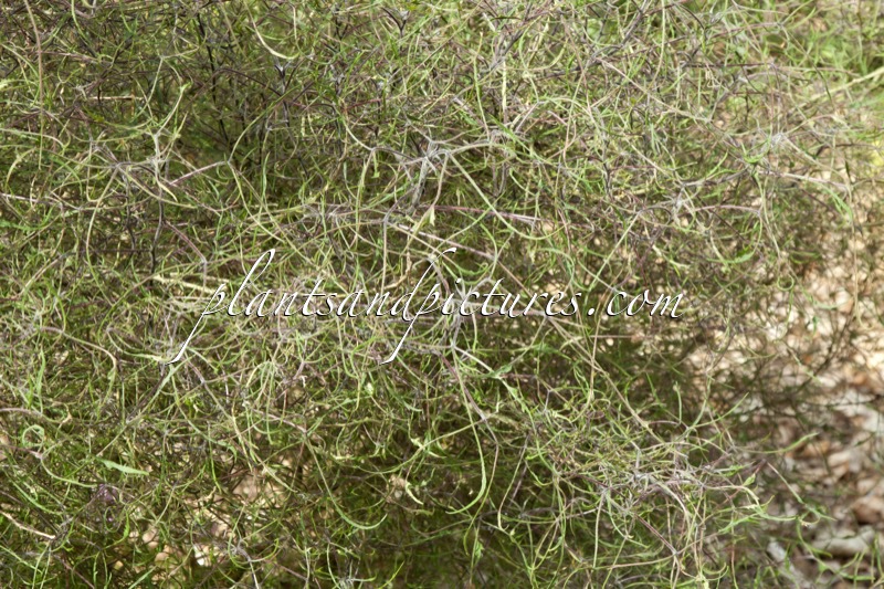 Broussonetia papyrifera ‘Laciniata’