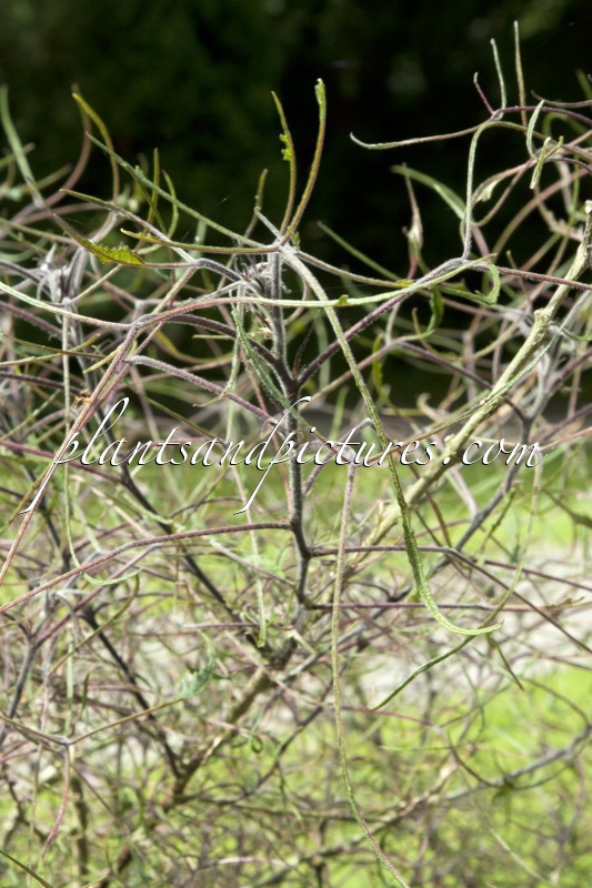 Broussonetia papyrifera ‘Laciniata’