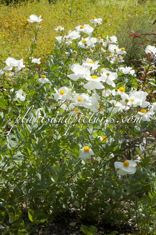 Romneya coulteri