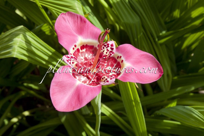 Tigridia pavonia ‘Lilacea’