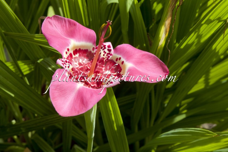 Tigridia pavonia ‘Lilacea’