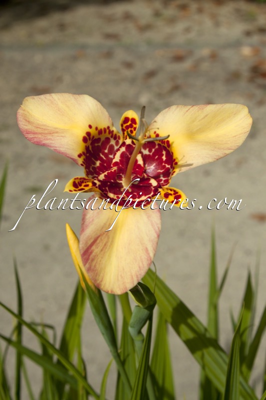 Tigridia pavonia ‘Canariensis’