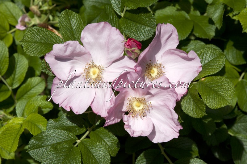 Rosa ‘Fru Dagmar Hastrup’ (DAGMAR HASTRUP)