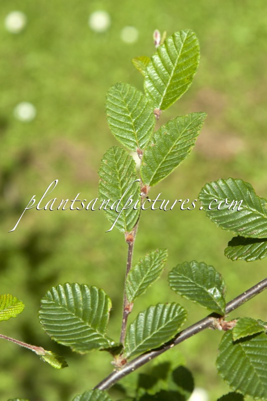 Betula bomiensis