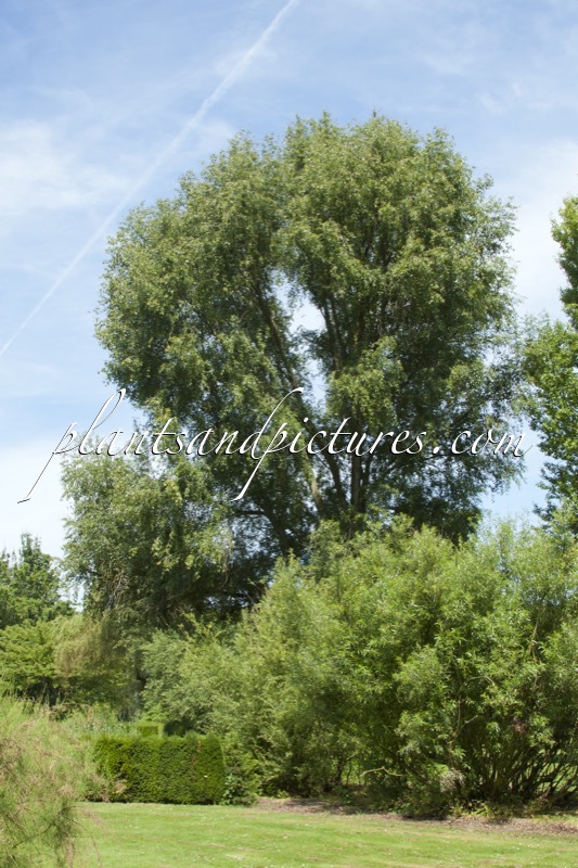 Populus simonii ‘Fastigiata’