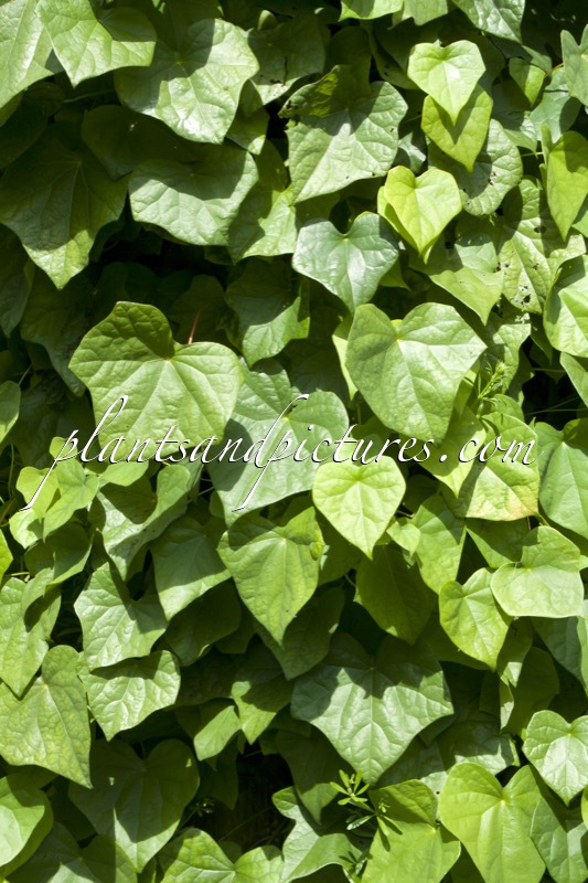 Menispermum dauricum