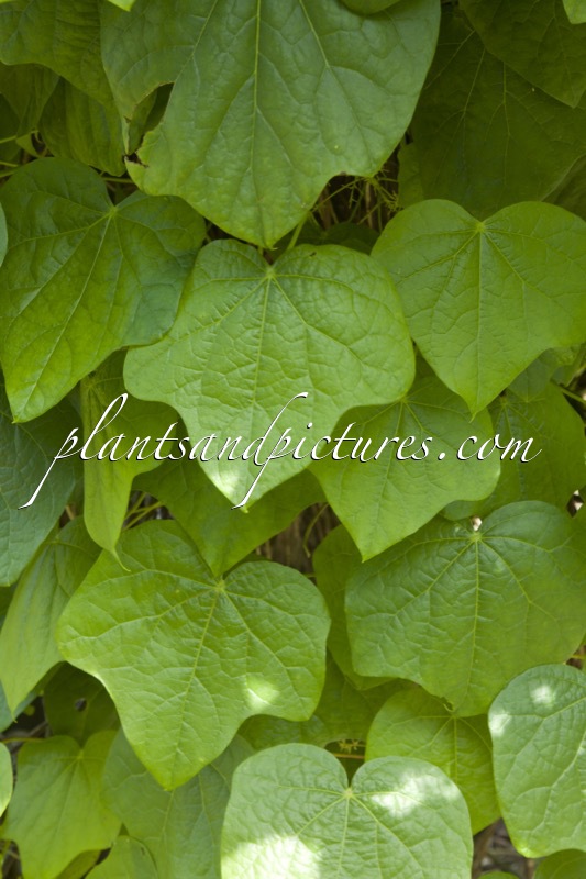 Menispermum canadense