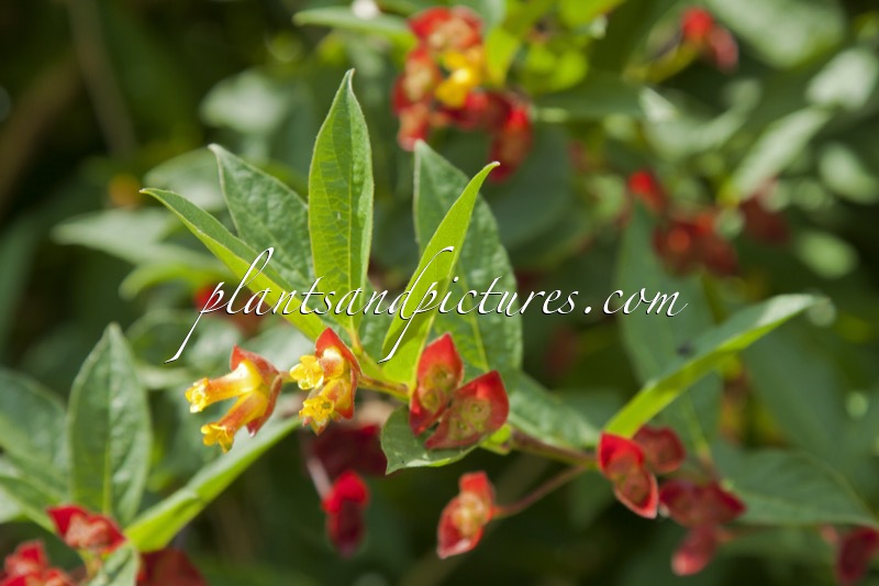 Lonicera involucrata var. ledebouri