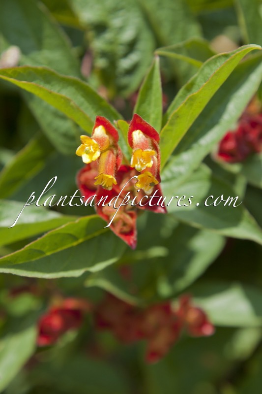 Lonicera involucrata var. ledebouri