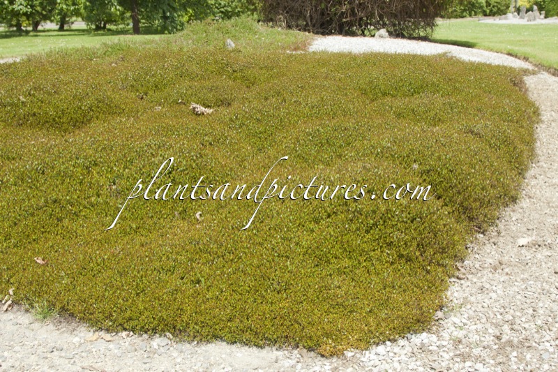 Muehlenbeckia axillaris