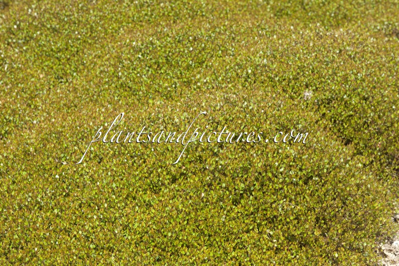 Muehlenbeckia axillaris