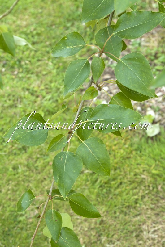 Populus balsamifera