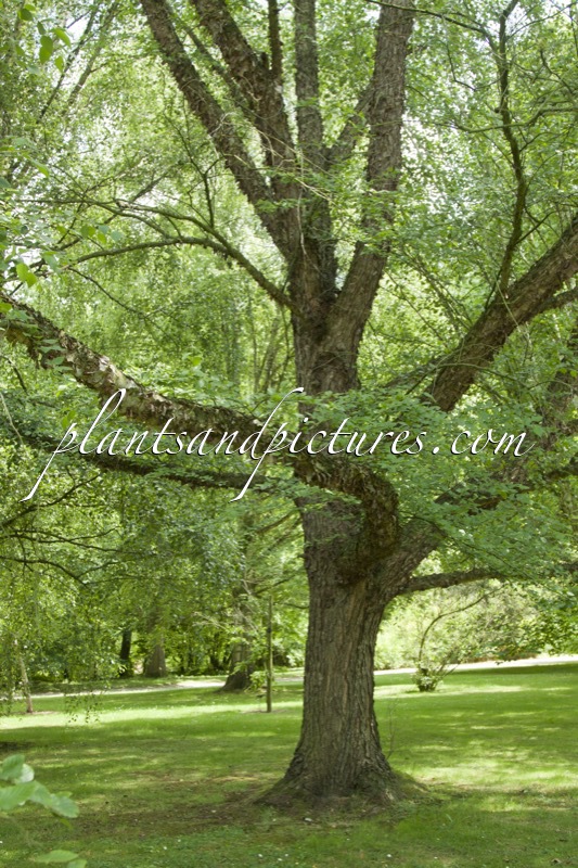 Betula nigra