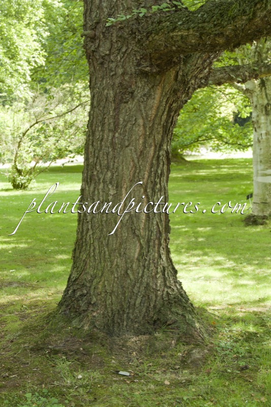 Betula nigra