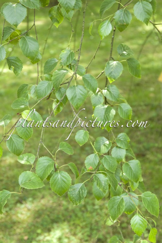 Betula pubescens var. glabrata