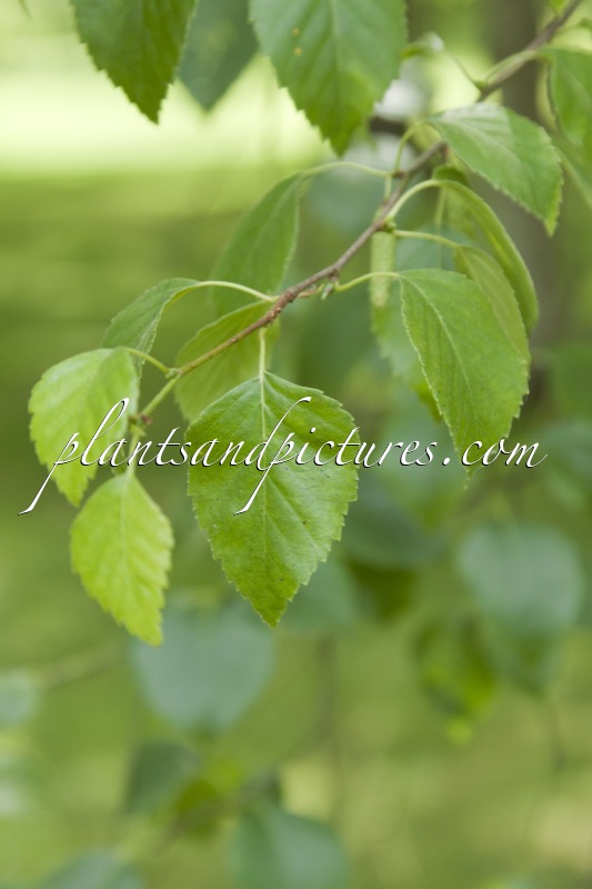 Betula pubescens var. glabrata