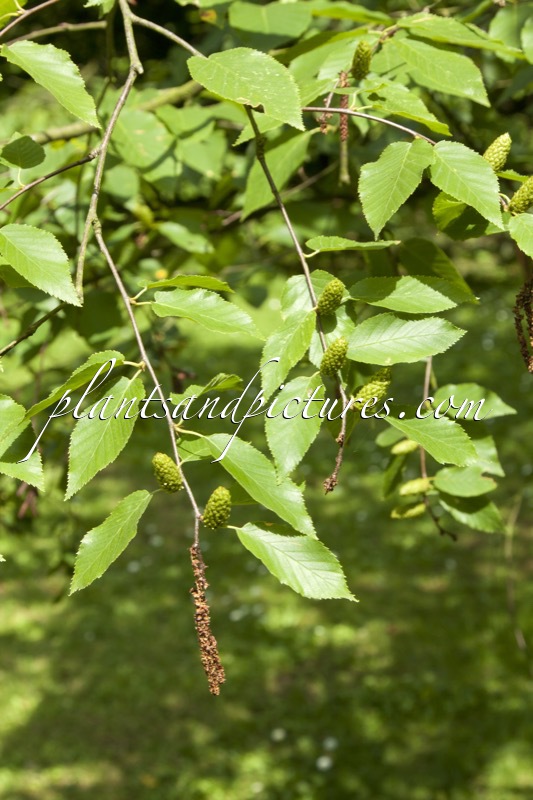 Betula lenta