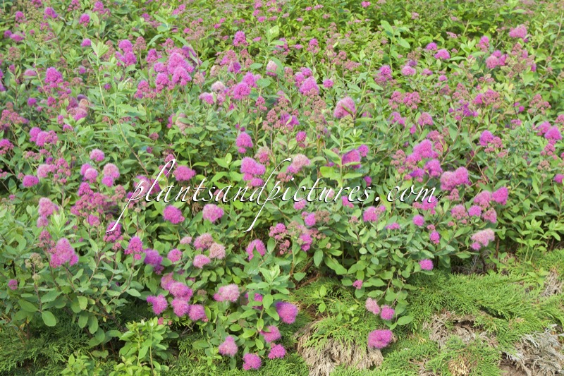 Spiraea watsoniana ‘Kruunu’