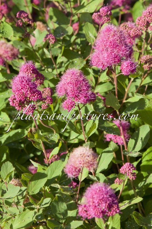 Spiraea watsoniana ‘Kruunu’
