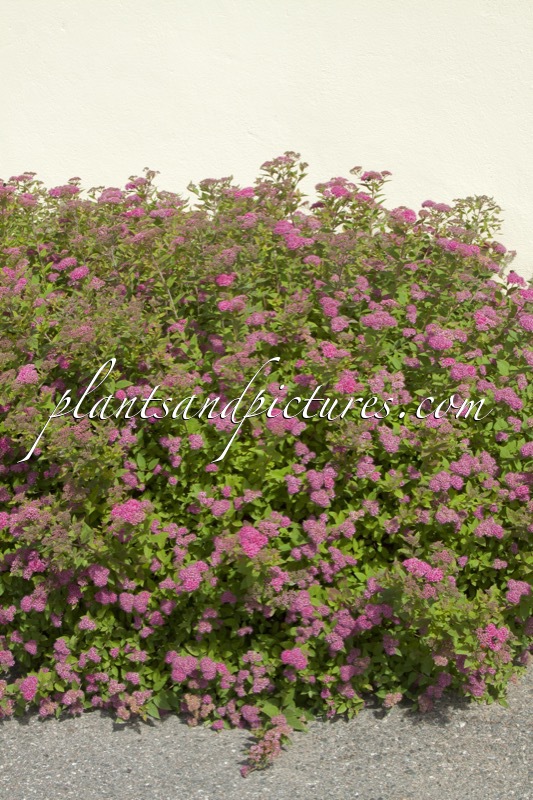 Spiraea japonica ‘Lilly’
