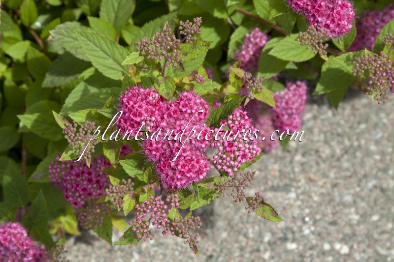 Spiraea japonica ‘Lilly’