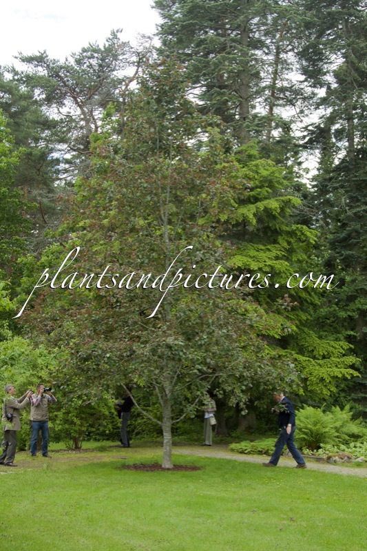 Alnus incana f. rubra