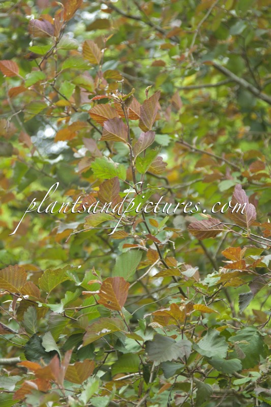 Alnus incana f. rubra