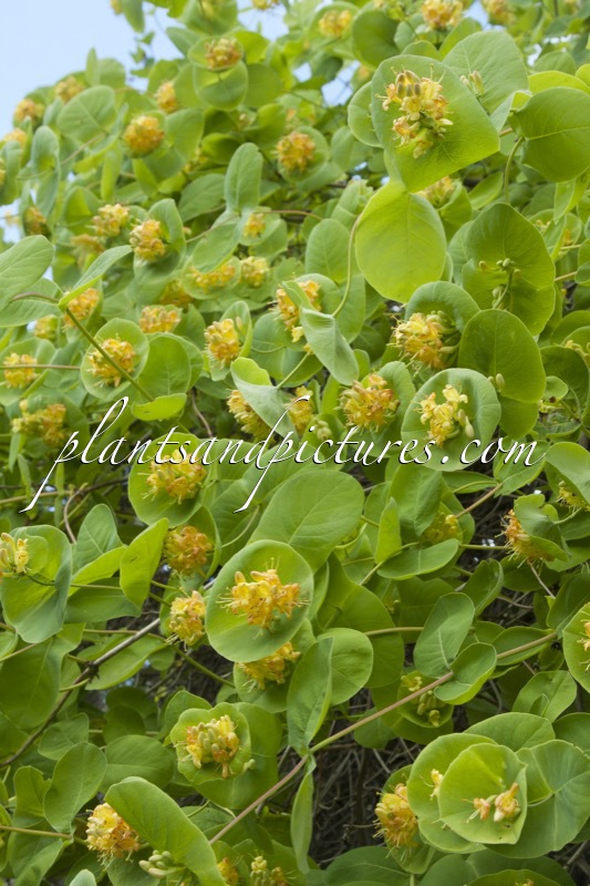 Lonicera reticulata