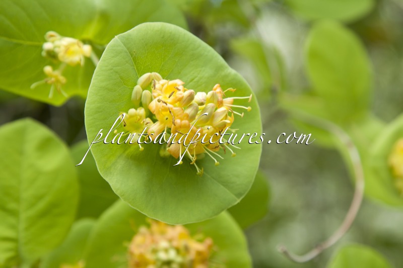 Lonicera reticulata