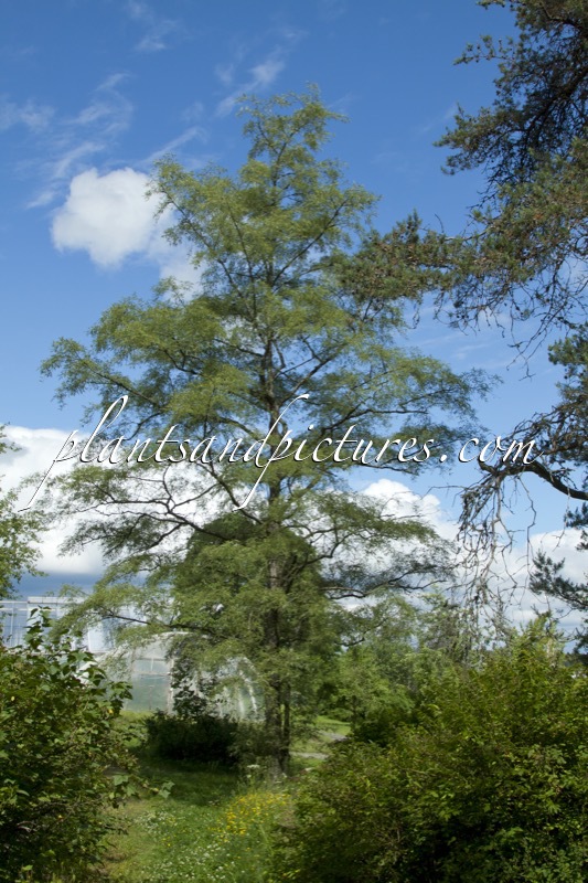 Alnus incana ‘Pinnatipartita’