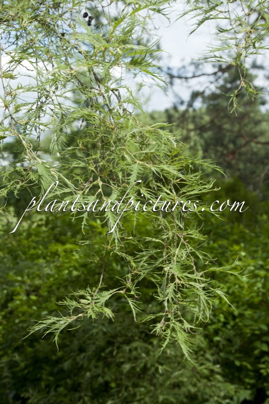 Alnus incana ‘Pinnatipartita’