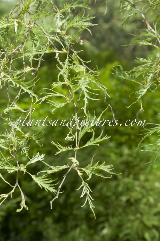 Alnus incana ‘Pinnatipartita’