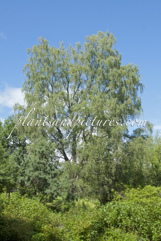 Betula pendula