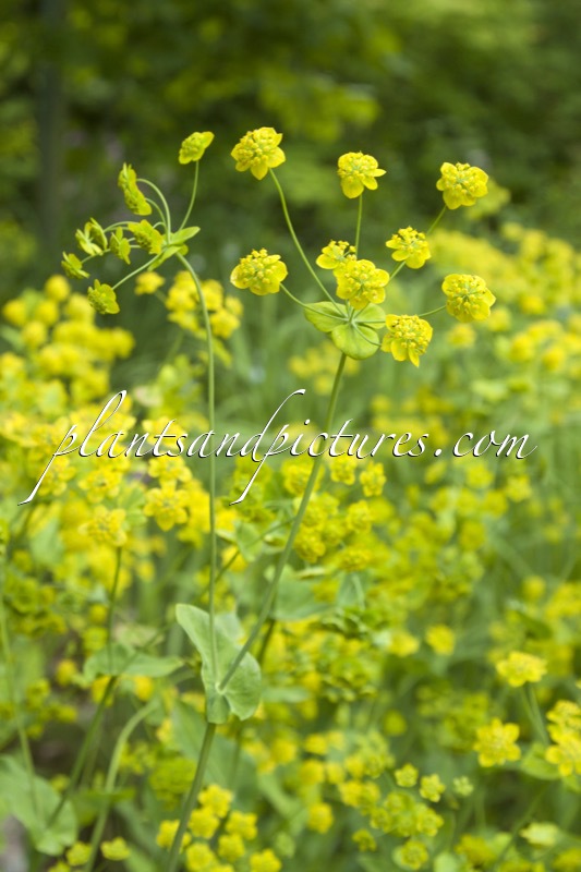 Bupleurum aureum