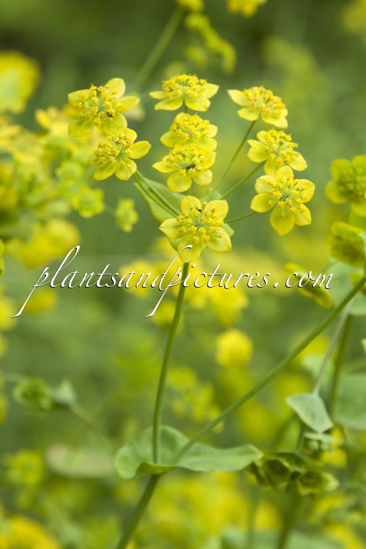 Bupleurum aureum