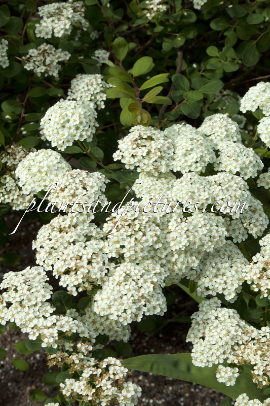 Spiraea sargentiana