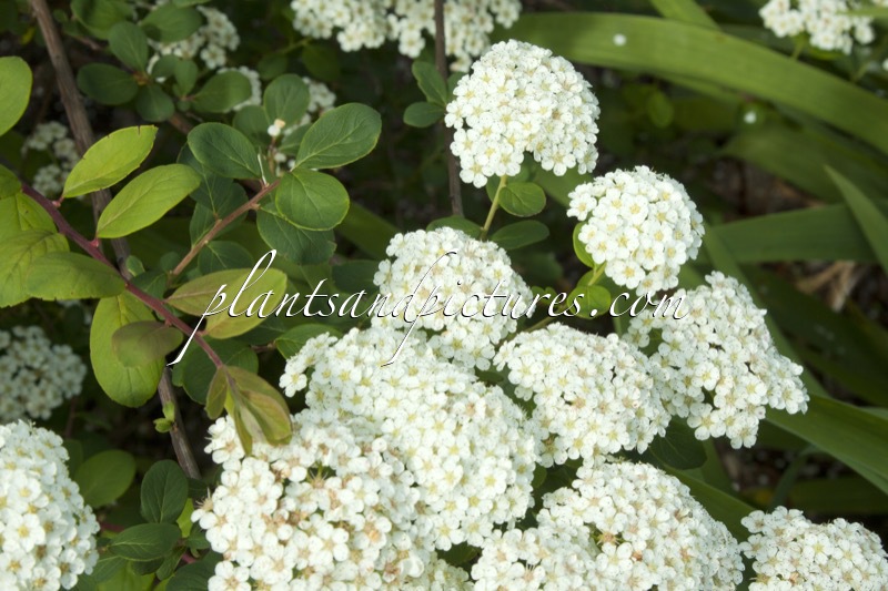 Spiraea sargentiana