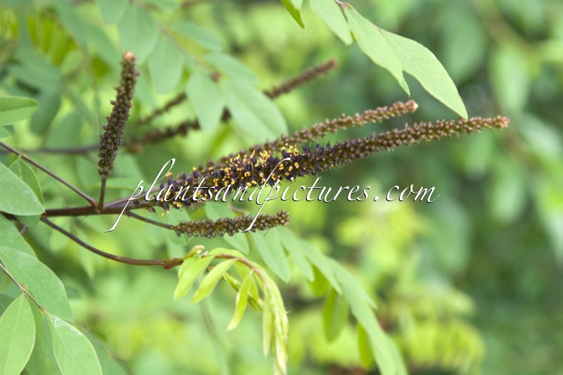 Amorpha fruticosa