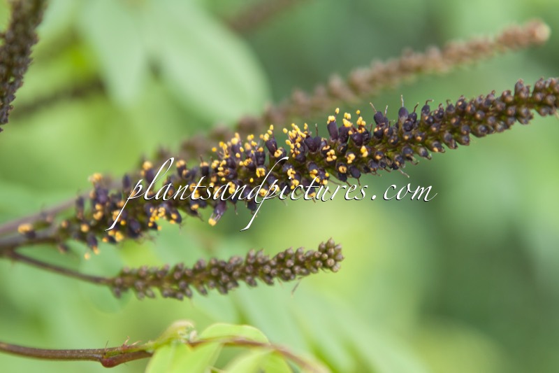 Amorpha fruticosa